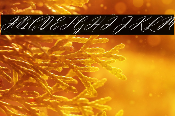 MiolletaScript Example 2