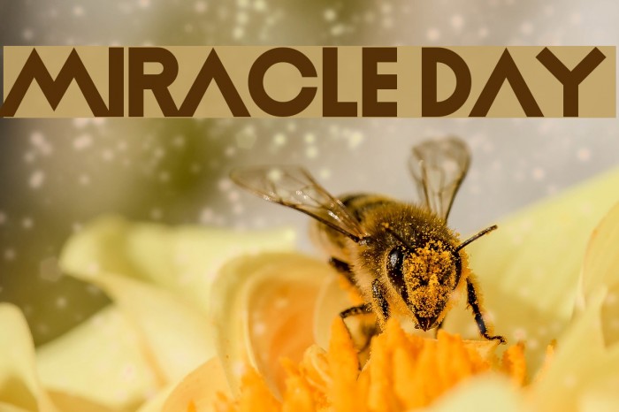 Miracle Day Font examples
