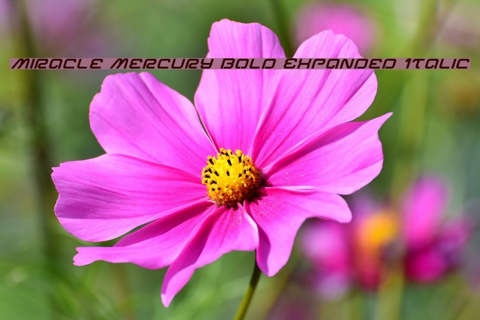Miracle Mercury Bold Expanded Italic Font examples