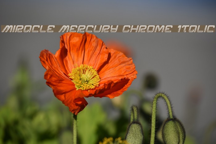 Miracle Mercury Chrome Italic Font examples