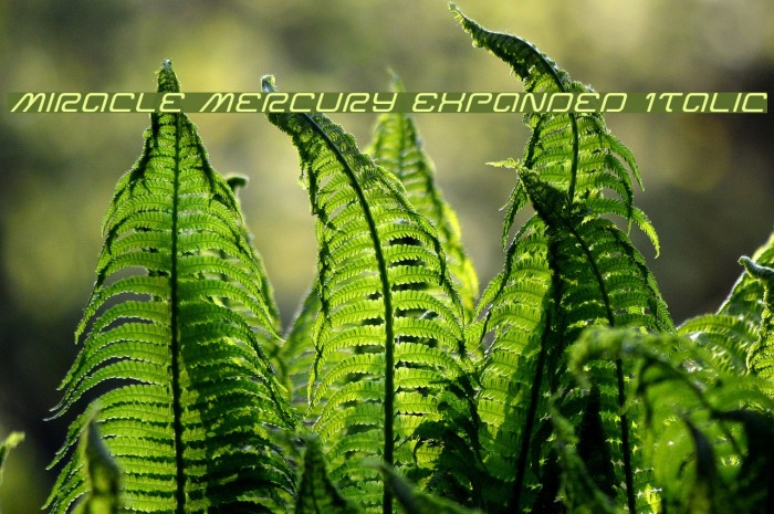 Miracle Mercury Expanded Italic Example 1