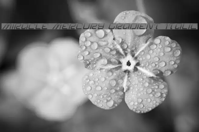 Miracle Mercury Gradient Italic Example 3