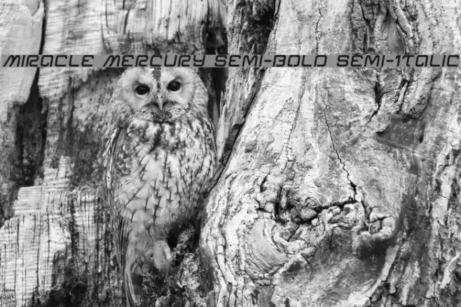 Miracle Mercury Semi-Bold Semi-Italic Font examples