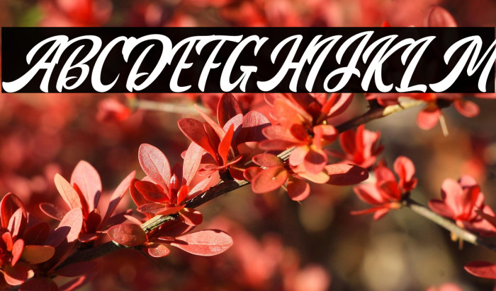 Miracle Personal Use Example 3