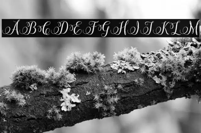 MiracleScript Font examples