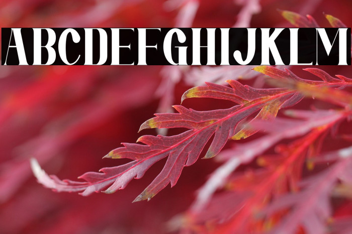 Mirai Futura Example 3