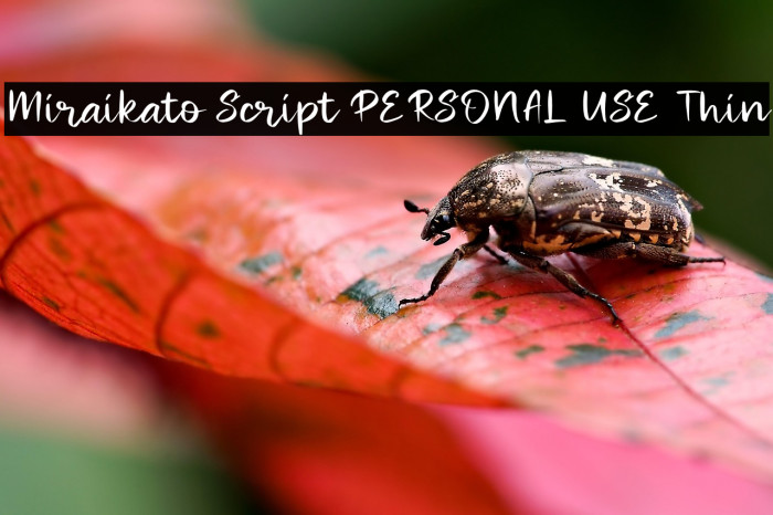 Miraikato Script PERSONAL USE Thin Example 2
