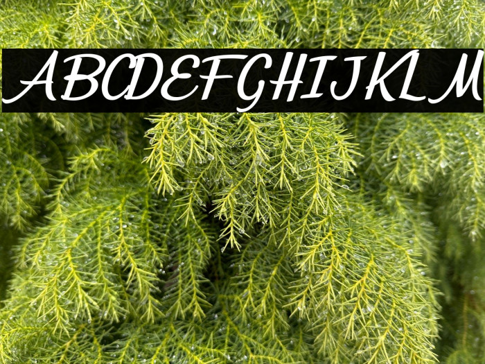 Mirella Personal Use  Example 1