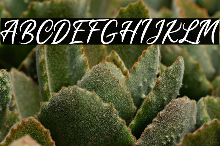 Misellia And Friend Script Example 2