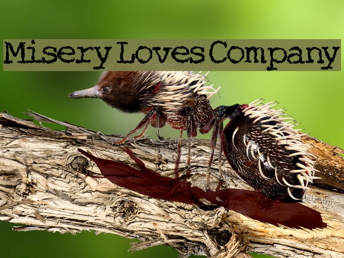 Misery Loves Company Font examples