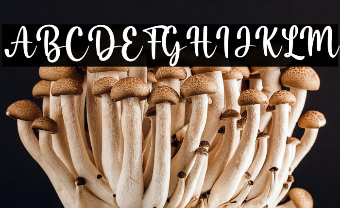 Misha Salma Example 1