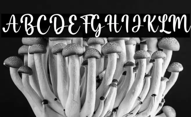 Misha Salma Font examples