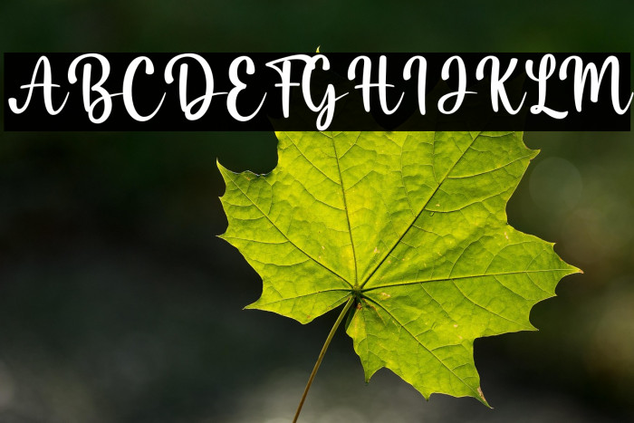 Misha Salma Example 1