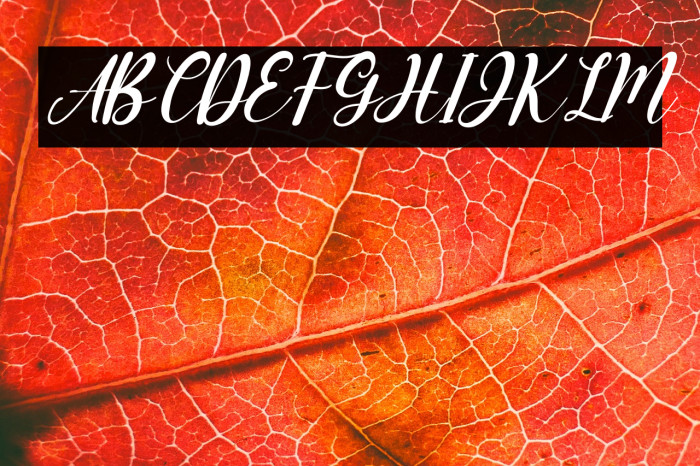 Miss Amalia Italic Example 1