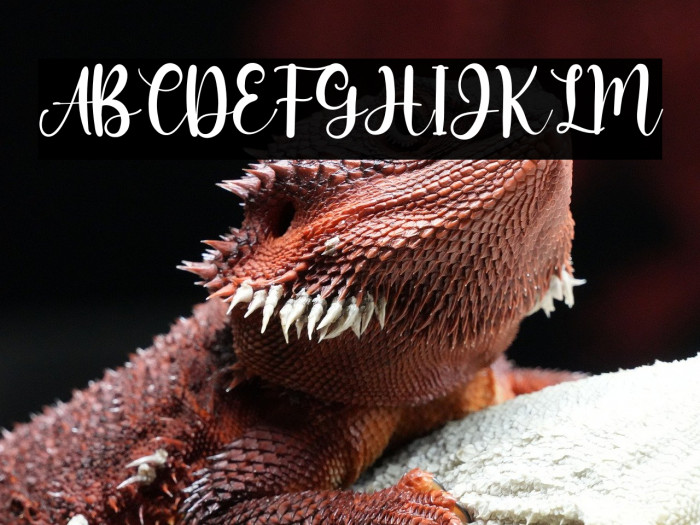 Miss Amalia Example 2