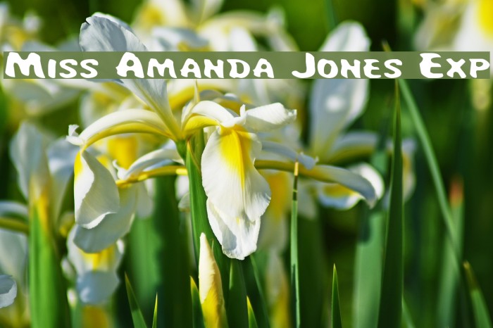 Miss Amanda Jones Exp Fonte examples