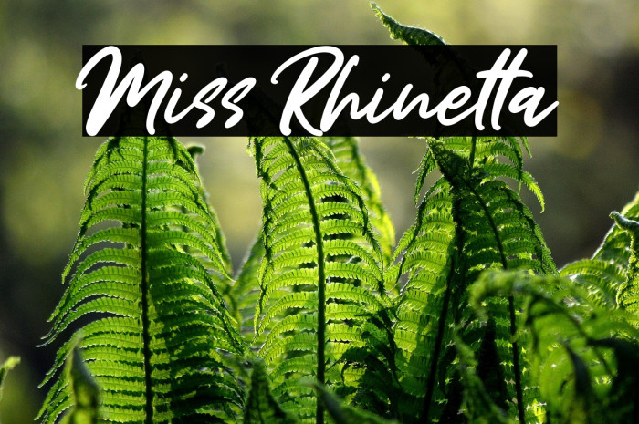 Miss Rhinetta Example 2