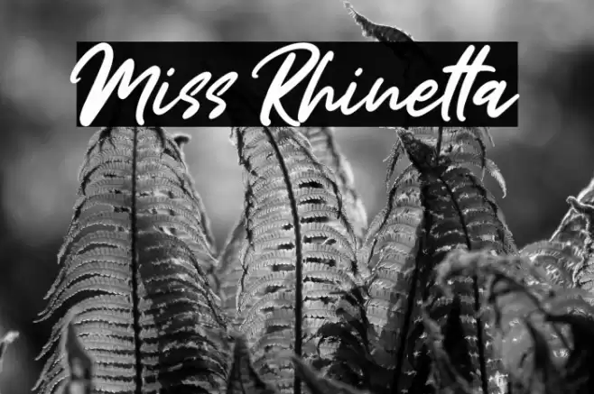 Miss Rhinetta Font examples