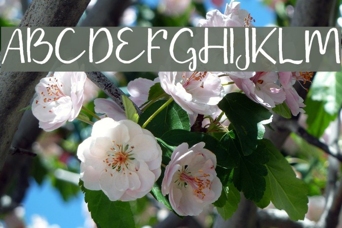 MissakiTypeface Font examples