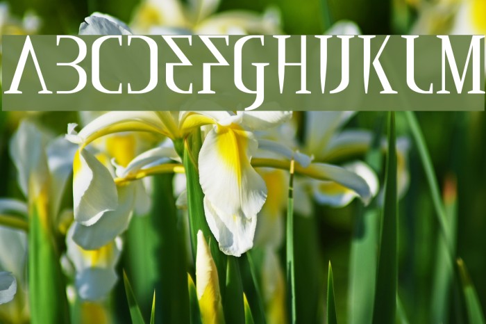 Mississauga Font examples