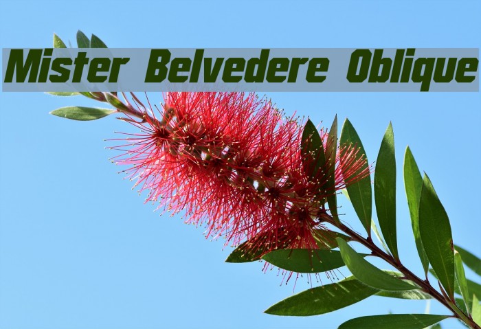 Mister Belvedere Oblique Font examples