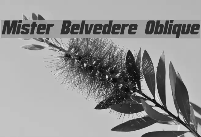 Mister Belvedere Oblique Example 2