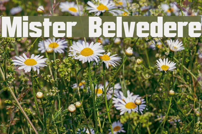 Mister Belvedere Font examples