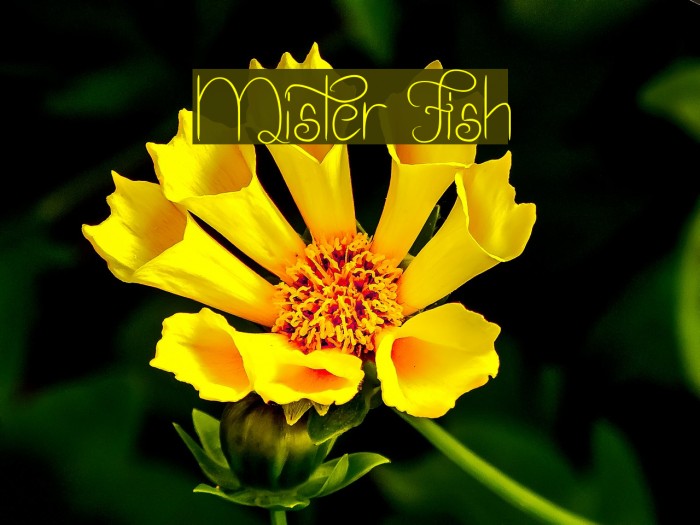 Mister Fish Font examples