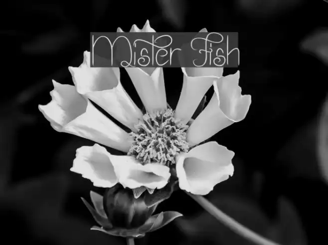 Mister Fish Example 1