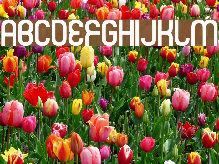 Mister Fisher Font examples