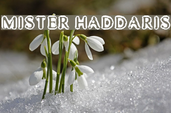 Mister Haddaris Font examples