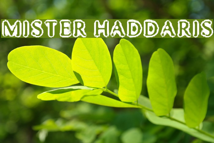 Mister Haddaris Font examples