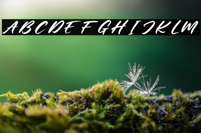 Mister Jacky Personal Use Example 2