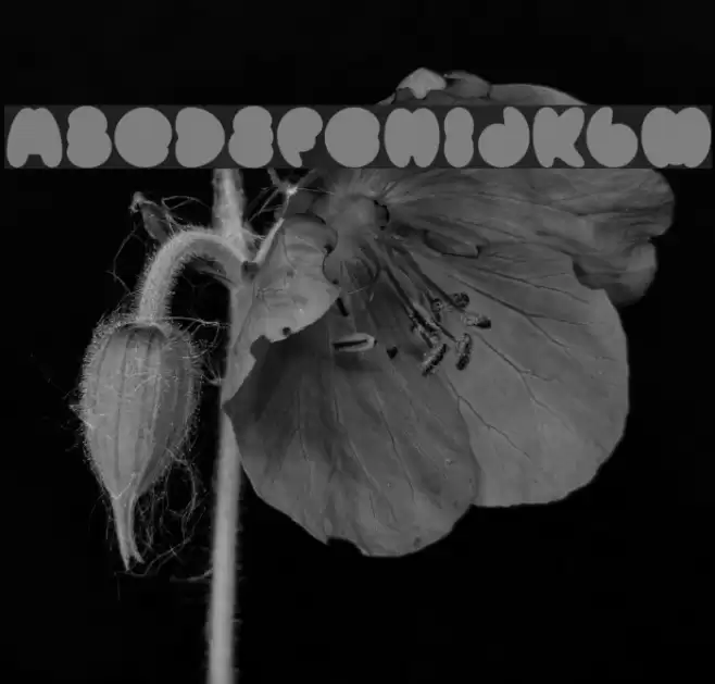 Mister Loopy Fill Font examples