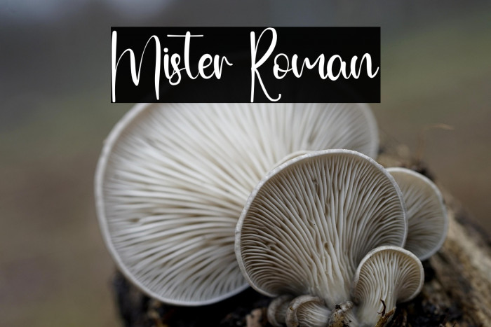 Mister Roman Example 2