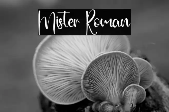 Mister Roman Font examples