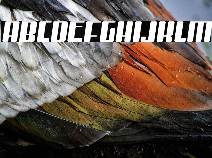 MisterFirley-Regular Example 3