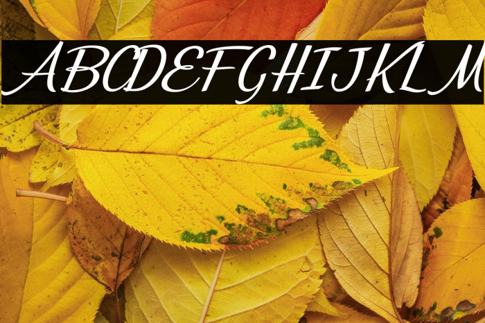 Misterios del Amor Personal Use Regular Example 1