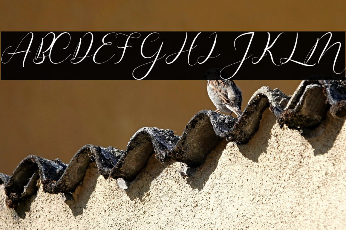 Misterlove Example 3