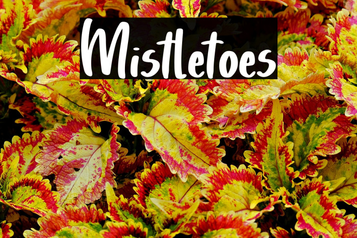 Mistletoes Example 1