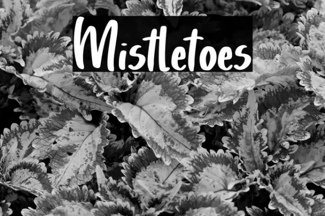 Mistletoes Font examples