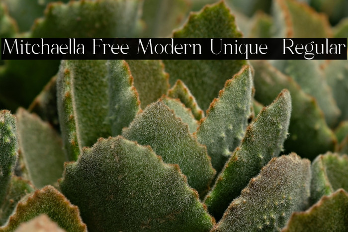 Mitchaella Free Modern Unique  Regular Example 3