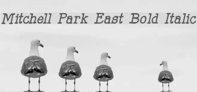 Mitchell Park East Bold Italic Font examples