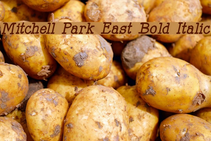 Mitchell Park East Bold Italic Example 3
