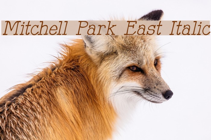 Mitchell Park East Italic Font examples