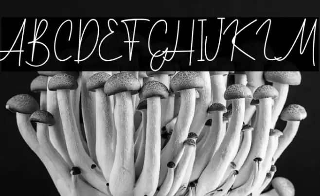 Mitchell Signature Regular Font examples