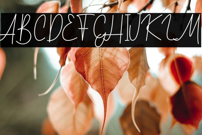 MitchellSignature-Regular Example 3