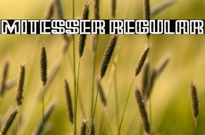 Mitesser Regular Example 2