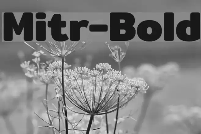 Mitr-Bold Example 3
