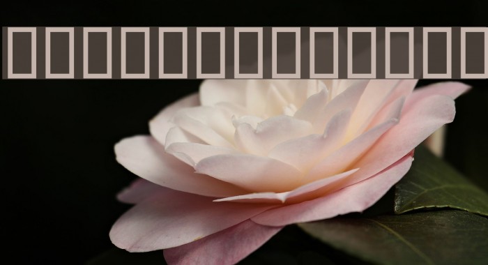 Mitraa Bold Font examples